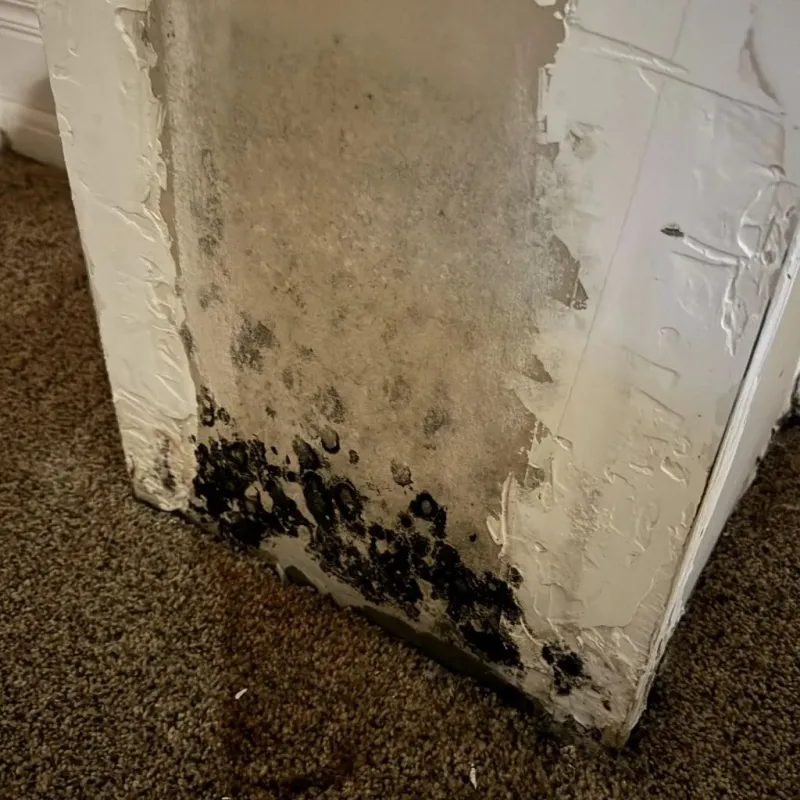Professional Mold Removal in Howard City, MI
